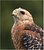 Red-shoulder Hawk portrait (wild)
