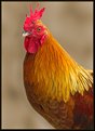 Picture Title - Red Rooster