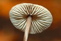 Picture Title - Mushroom