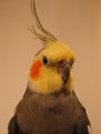 Picture Title - Portrait of Mr. Bird