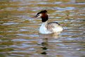 Picture Title - Great crested grebe