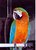 Macaw