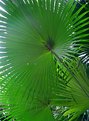Picture Title - under the palm leaves