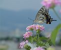 Picture Title - Swallowtail