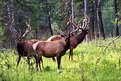 Picture Title - Bull Elk