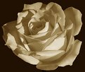 Picture Title - Tinted rose