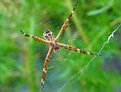 Picture Title - Spider With Mortuary Mask