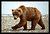 Brown Bear of Katmai
