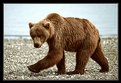 Picture Title - Brown Bear of Katmai