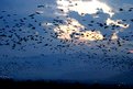 Picture Title - Night of birds