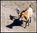 Picture Title - Horse and young