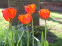 Picture Title - Red Tulips