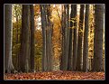 Picture Title - Autumn in Brabant (NL)