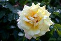 Picture Title - Rose (1)