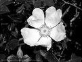 Picture Title - Dog Rose