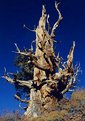 Picture Title - Bristlecone pine