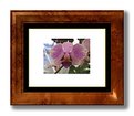 Picture Title - Pink Orchid I