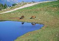 Picture Title - the horses in the lake