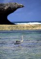 Picture Title - Heron in Watamu Beach, Kenya