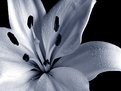 Picture Title - Lily