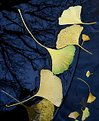 Picture Title - Ginko Leaves in Fountain