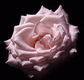 Picture Title - pink rose