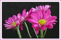 Picture Title - Pink Petals