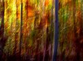 Picture Title - forest abstract 2