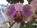Picture Title - Pink Orchid II