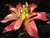 Bromeliad Flower I