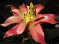 Picture Title - Bromeliad Flower I