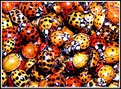 Picture Title - Ladybug Orgy