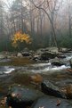 Picture Title - FOGGY  CREEK