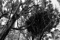 Picture Title - Mesquite Tree, Southwest Wyoming, August 1999