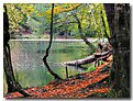 Picture Title - Seven Lakes - Tree, Leaf, Lake - II