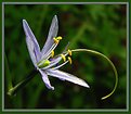 Picture Title - Camassia esculenta