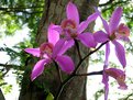 Picture Title - Orquideas