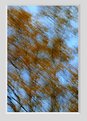 Picture Title - Blurred Trees