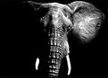 Picture Title - Portrait of an Elephant