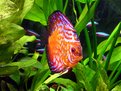 Picture Title - Il mio Discus