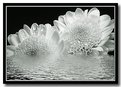 Picture Title - Flower in flood