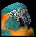Picture Title - Blue Throated Macaw