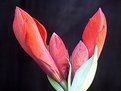 Picture Title - Amaryllis Buds #1