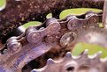Picture Title - chainrings