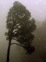 Picture Title - tree in the fog