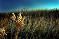 Picture Title - beach flowers