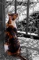 Picture Title - Calico kitty