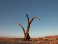 Picture Title - Tree - Kalahary Desert, Namibia