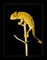 Picture Title - african chameleon 2