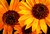 Sunflowers Peeking